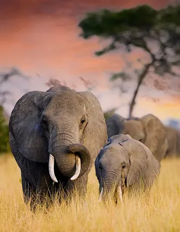 Parc national du Tarangire